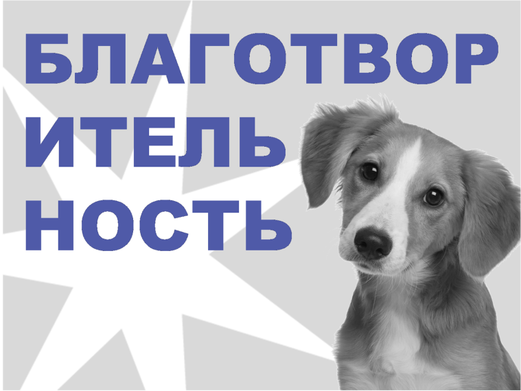 Благотворительная помощь приюту для животных.